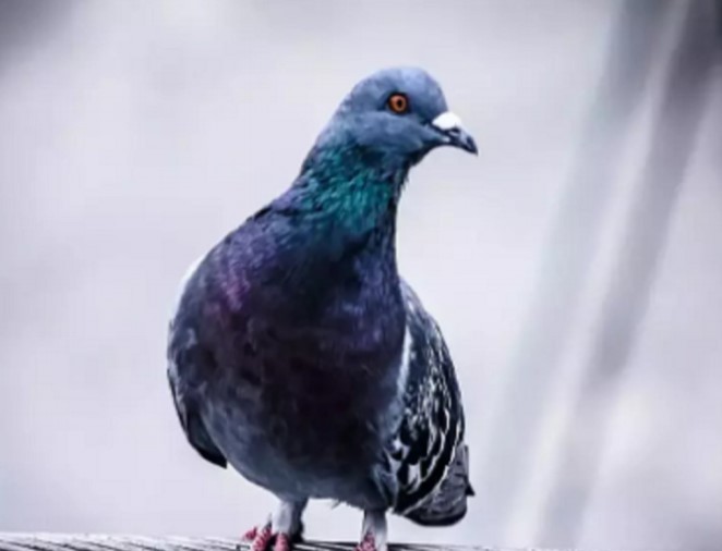 Article: The birds that flock &mdash; by Ravi Agarwal (Economic Times)