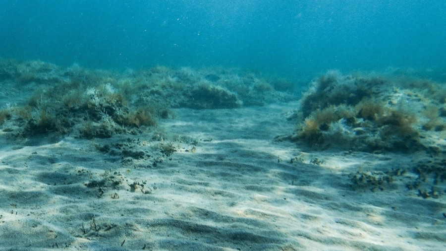 Blue Carbon: Serendipity Arts Festival 2023— Curated by Ravi Agarwal & Jahnavi Phalkey